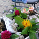 shamelesspeanutpaperllama avatar