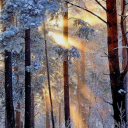 shamelessperfectionpizza avatar