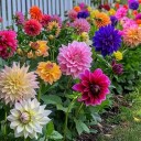 shamelesswitchwinner avatar