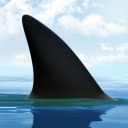 shamrocksharky avatar