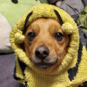 shane-ann-regret avatar