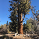 shanele-west-coast avatar