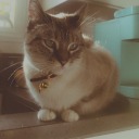 shanna-bonbon avatar