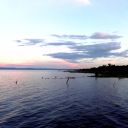 shapelessfinch avatar