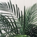 shapeo-myheart avatar