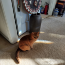 shapesartmath-andstars avatar