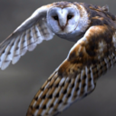 sharingmychaos avatar