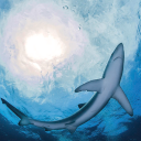 shark--blog avatar