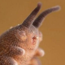 shark-attack-daily avatar