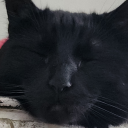 shark-bait-52 avatar