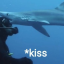 shark-detector avatar