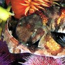 shark-from-the-park avatar