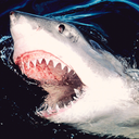 shark-obsession-blog avatar