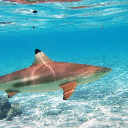 shark-posting avatar