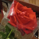 shark-smooches avatar