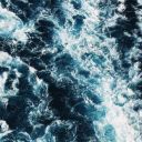 shark-who-said-fuck avatar