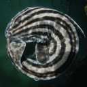 sharkbeneaththelotus avatar