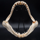 sharkboy-cuntserver avatar