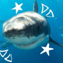 sharkboy-reblogs avatar