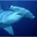 sharkboystrikesagain avatar