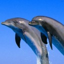 sharkintablosum avatar