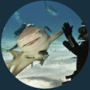 sharklover20 avatar