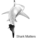 sharkmatters avatar