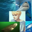 sharkrard avatar
