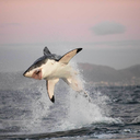 sharks-against-onision avatar