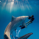 sharks-are-awsome avatar