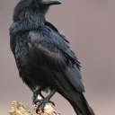 sharks-in-water avatar