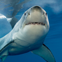 sharks-sharks-sharks avatar