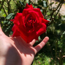 sharksandlemons avatar