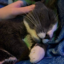 sharksliveontrains avatar