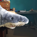 sharkspaceengine avatar