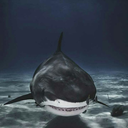 sharkstail avatar