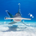 sharkz8 avatar