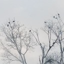 sharp-shiny-things avatar