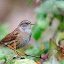 sharpserenity avatar