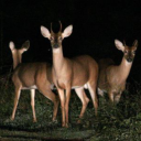 sharptootheddear avatar