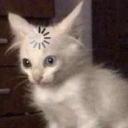 shartsimpson2 avatar