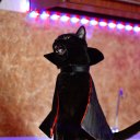 shashanotsasha avatar