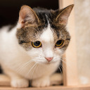 shastiedaisies avatar