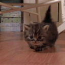 shatteredabby avatar