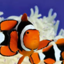 shatteredleaf avatar