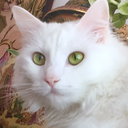 shatteredserenity avatar