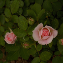 shatteredsilverrain avatar