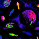 shatterfrytheplasmicshell avatar