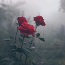 shayla-ct0407 avatar