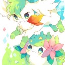 shaymin492491 avatar